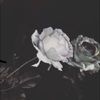 efgflores